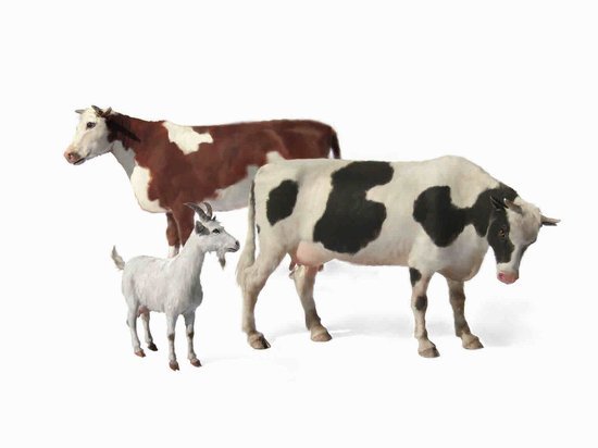 MB - Domestic Cows & Goat 1:35