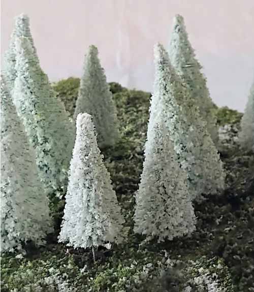 Rock Island - Snow Covered Pine Trees 2'