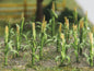Bachmann - Corn Stalks 1'