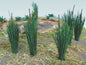 Bachmann - Cat Tails 3/4'Tall