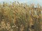 Bachmann - Wheat 1'Tall