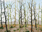 Bachmann - Woods Edge Trees-Bare