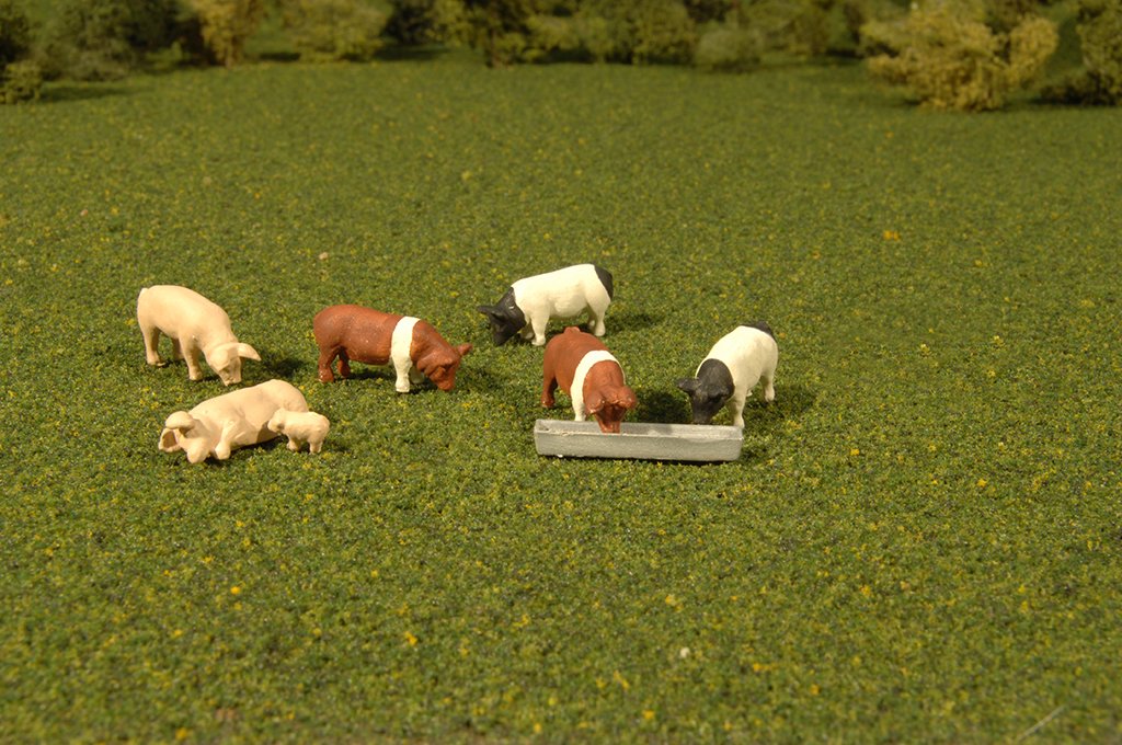 Bachmann - O Pigs